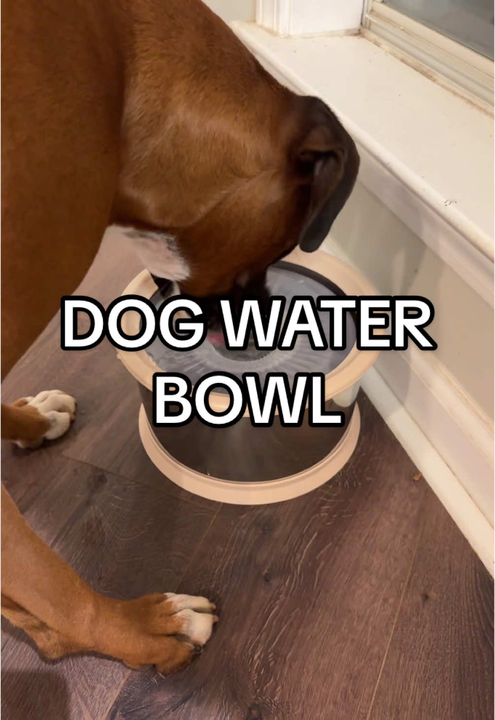 Dog water bowl that helps minimize the water slobbers #dogs #pets #dogsoftiktok #boxerdog #dogmusthaves #dogmom #tiktokshopholidayhaul #tiktokshopcreatorpicks #spotlightfinds 