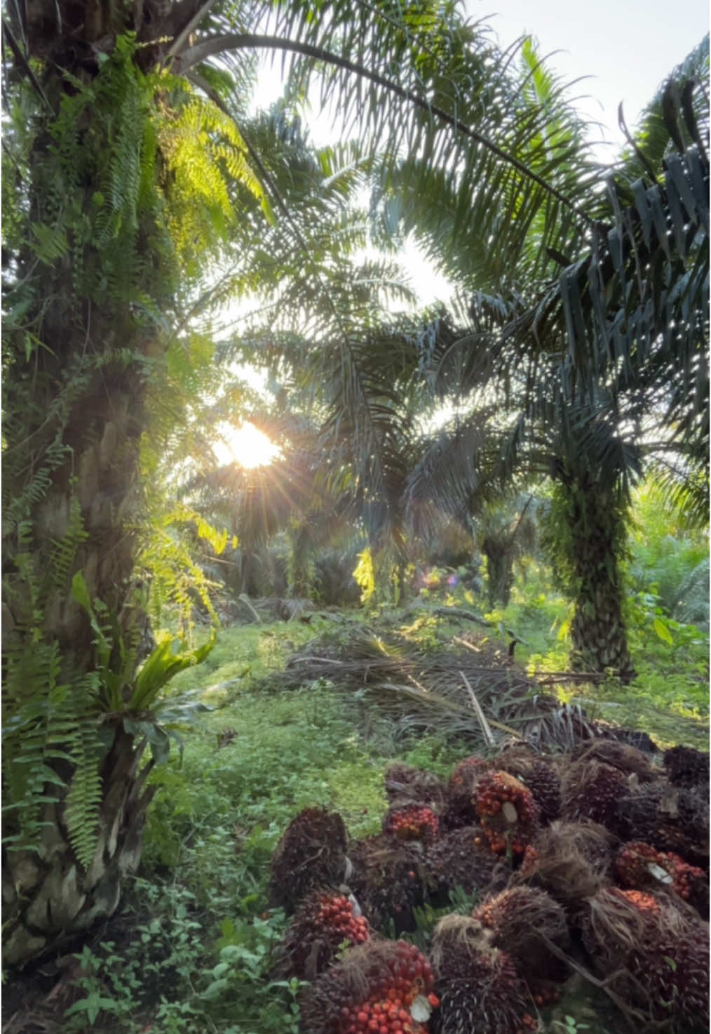 Cuma bisa story di tempat kerja😁 #kulisawitindonesia #sawitkalimantan #kulisawitkalimantan #fyp 