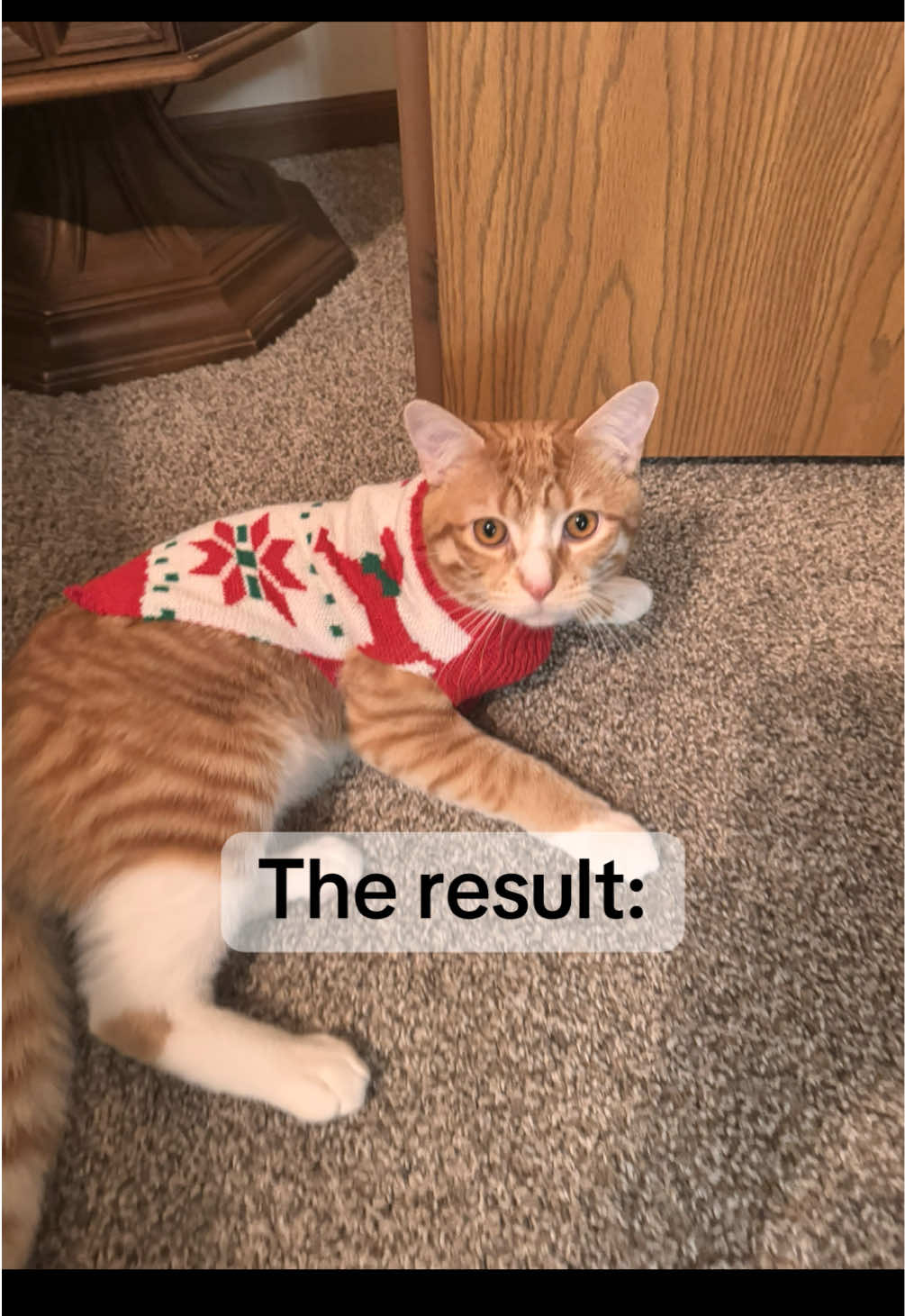 cutesr christmas boy #catsoftiktok #cats #kittensoftiktok #kittens #cattiktok #kitty #kittycat #fyp #fypシ #foryoupage #foryourpagetiktok #fypシ゚viral #fypage #catsmoves #viralvideo 