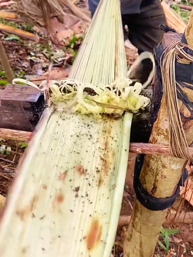 Memanfaatkan batang pisang untuk kerajinan #batangpisang #pisang 