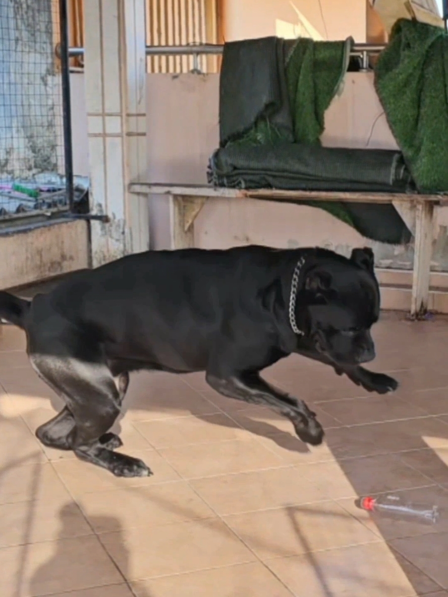 rocky ❤️‍🩹🥰. #canecorsopuppy #canecorso #blackcanecorso #doglover #fyp #trendingvideo #viral_video 