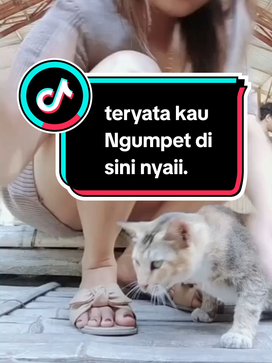 Ternyata kau Brada di Sini Kucing Meyong.😆 #kucingtiktok  #fypシ #kucungnakal 