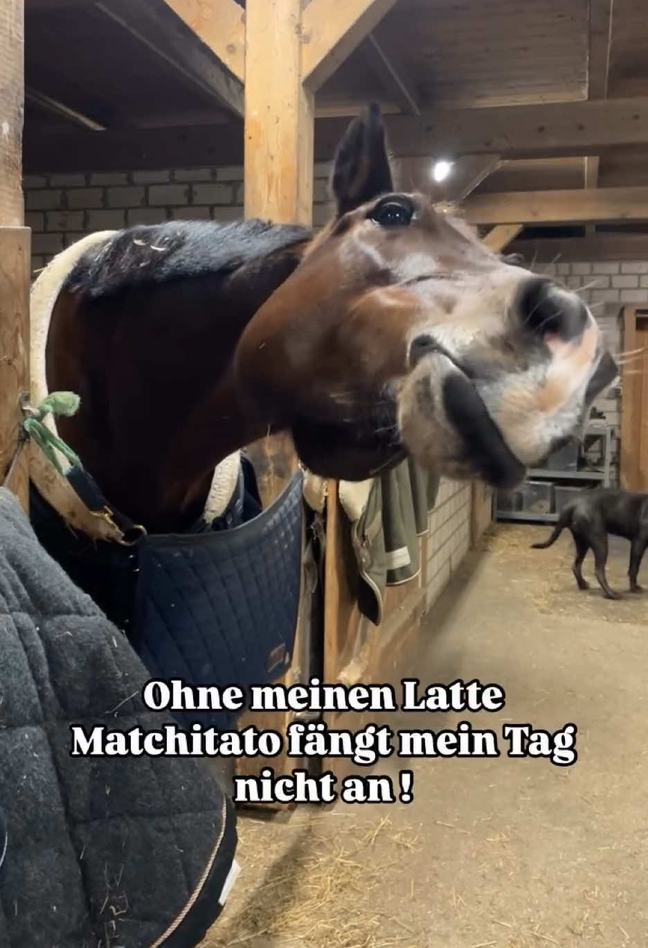 Habt einen schönen Start in den Tag ☕️ Original: @leoimmeranders  #kaffee #lattemacchiato #morgenroutine #lachen #lustig #pferde #pferdealltag #pferdeliebe #pferdemädchen #equine #equestrian #horsepower #diehildeee