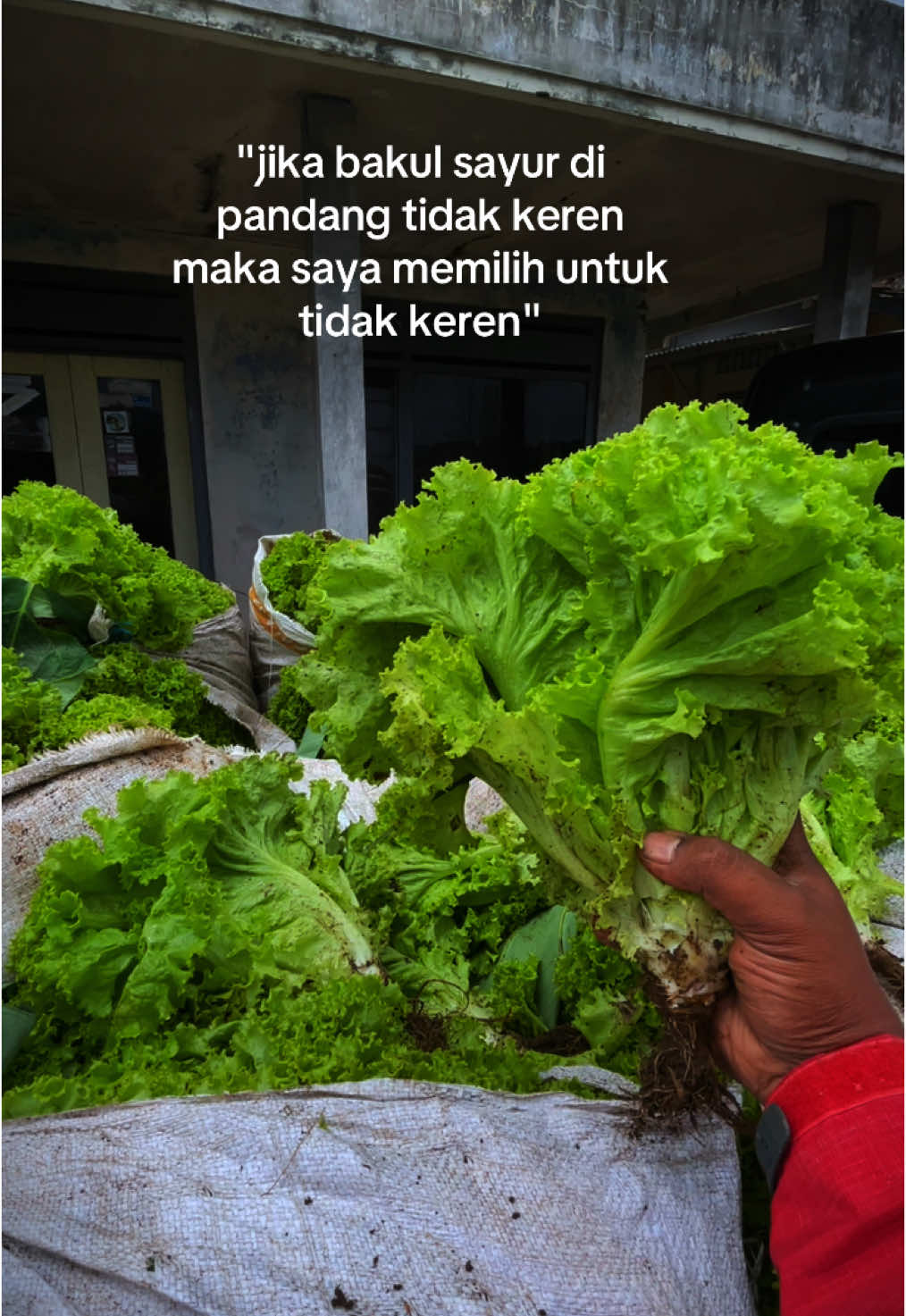 #bakulsayur #pesonabakulsayur #freshvegetables #sayursegar #supliyersayur #fyppppppppppppppppppppppp 