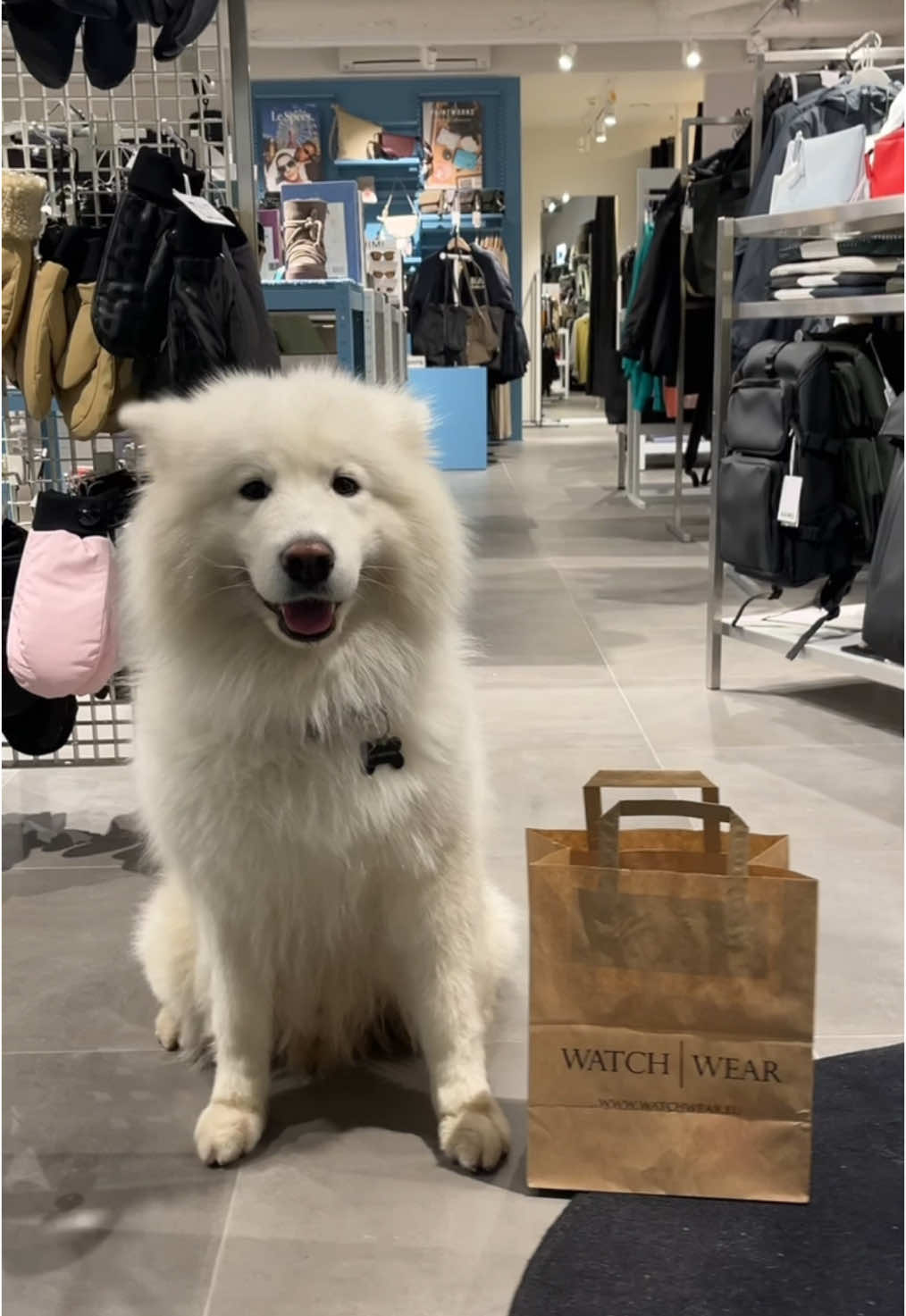 Shopping with Santa’s little helper is an adventure.  #watchwearstore #christmasgiftsideas #giftideas #samoyed #christmasgift 