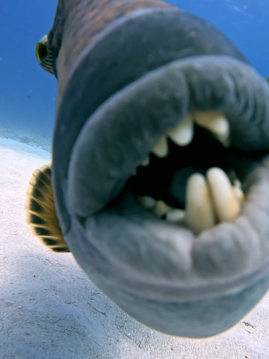 LOOK AT THOSE TEETH !!! #viral #triggerfish #titan #scubadiving #sea #ocean #gopro #fyp 