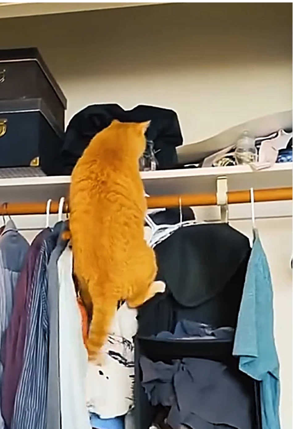 🤣FUNNY CATS🤣 #creatorsearchinsights #funnycat #badcat #funnyvideo #lustigevideos #gatosgraciosos 