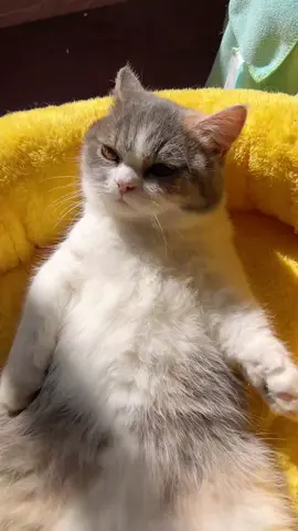 #fyp#catlover#catsoftiktok#fouyou