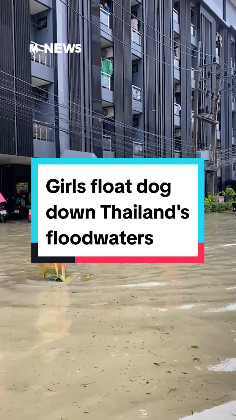 The king on its palanquin. 🐕👑 #mustsharenews #tiktoksg #dogsoftiktok #thailand  #floods 