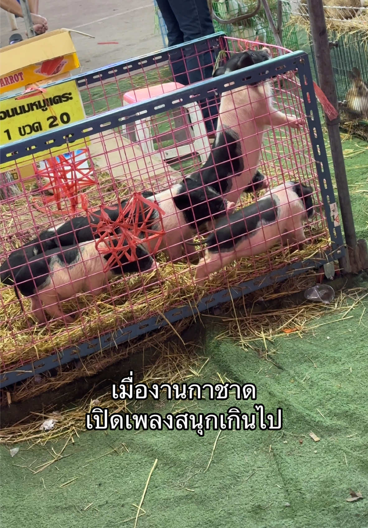 เอ็นดูน้องงงง 🐷🤍 #งานกาชาด #fyppppppppppppppppppppppp #fyp #หมูเด้ง #หมูแคระ #ขึ้นฟีดเถอะ #ฟีดดดシ #มีม #แท็กเพื่อน #เต้น #สัตว์โลกน่ารัก #สัตว์เลี้ยงtiktok 