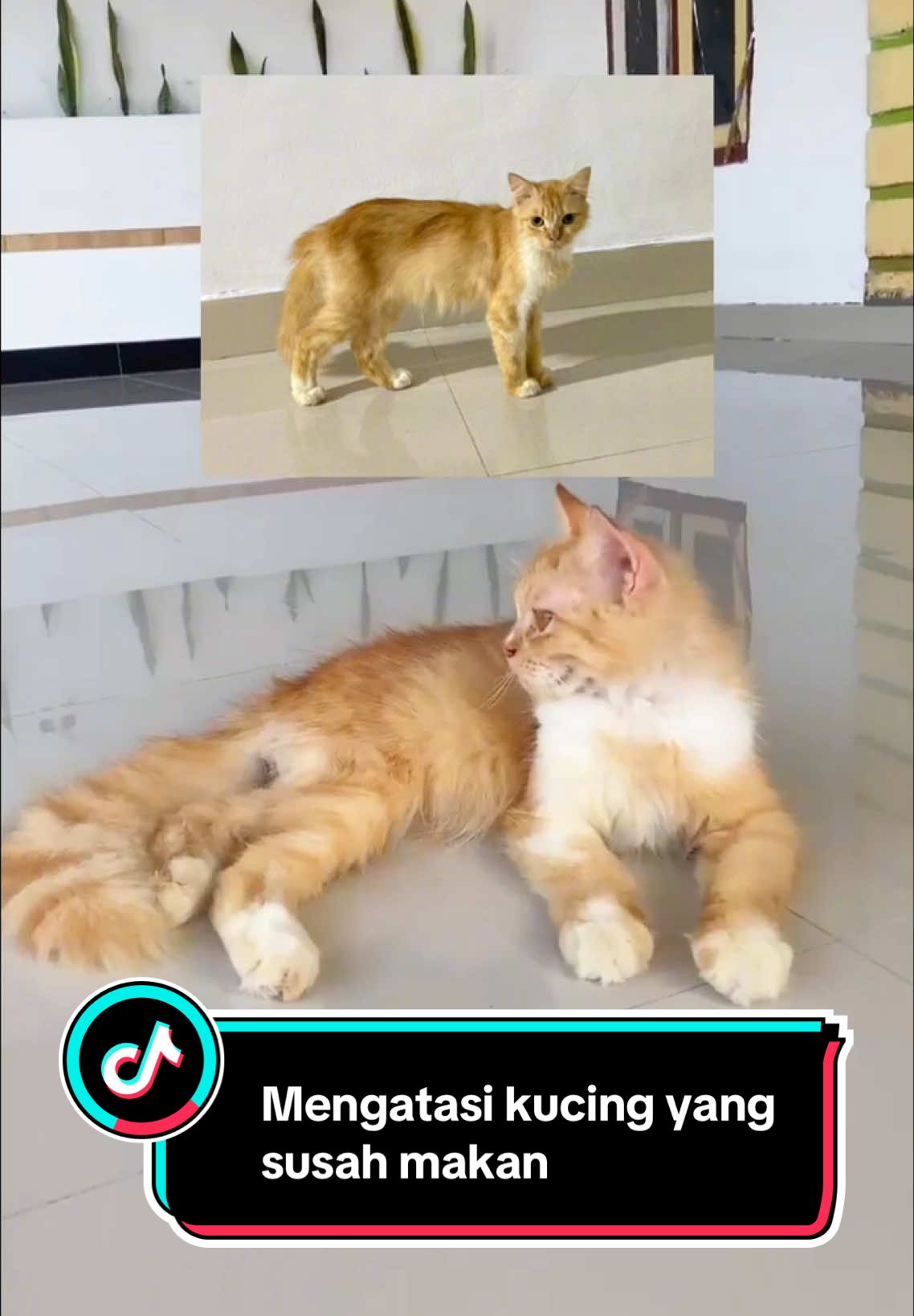 Cara mengatasi kucing susah makan #dewarangga #bigcat #kucinggemuk 