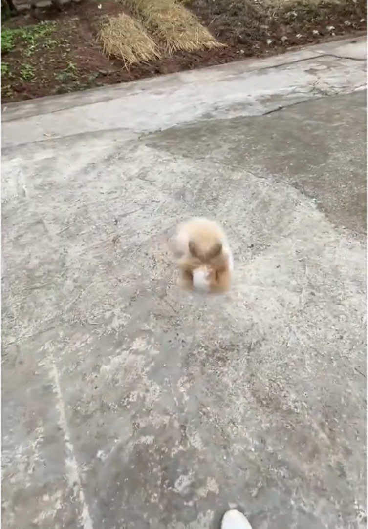 #funnytiktok #cute #fyp #rabbits #animals 