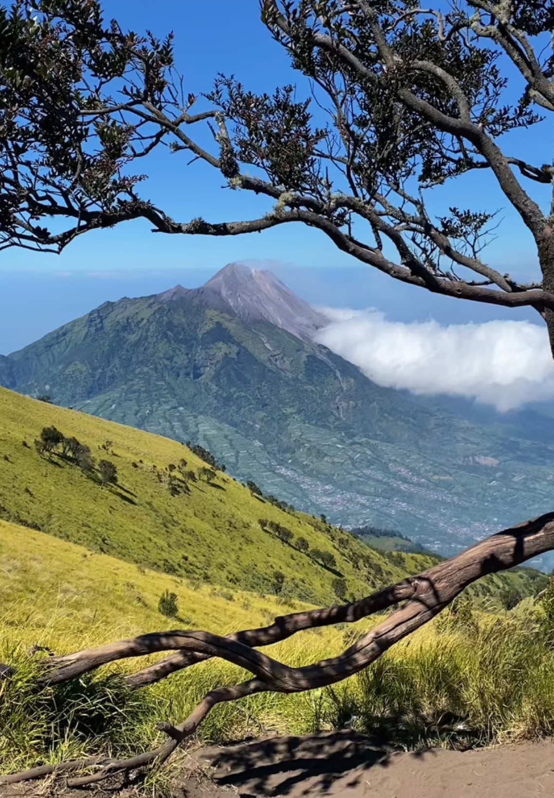 Kirain Gunung Fuji😌 #merbabu #merbabuviasuwanting  #merapi #magelang 