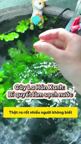 Cây La Hán Xanh: Bí quyết làm sạch nước và giúp cá khỏe mạnh nhanh chóng! #methuysinh #aquarium #fish #fyp
