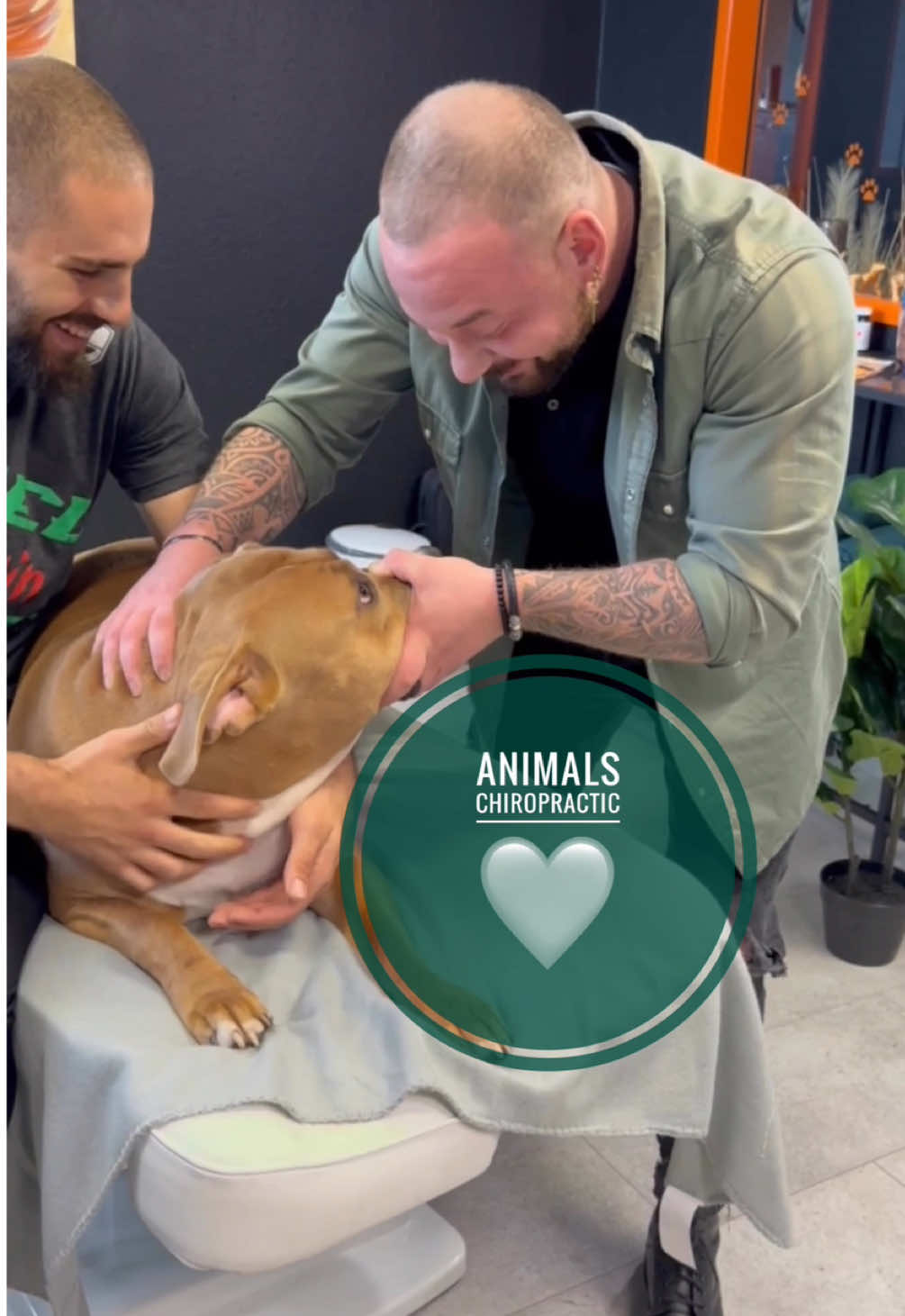 Dogs with back pain 🥹🥹 • • • #foryou #asmr #animals #tiere #chiropractortiktok #türkiye #hundevideos #chiropractic #help #hund #Love #dogsoftiktok 