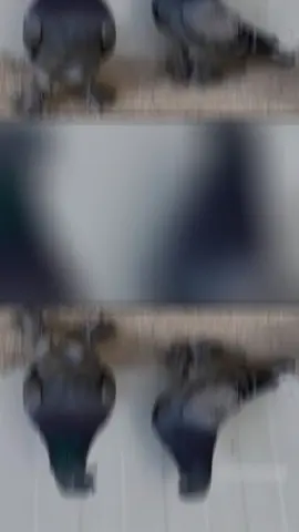 maşallah diyenin aynısı kuşuna olsun