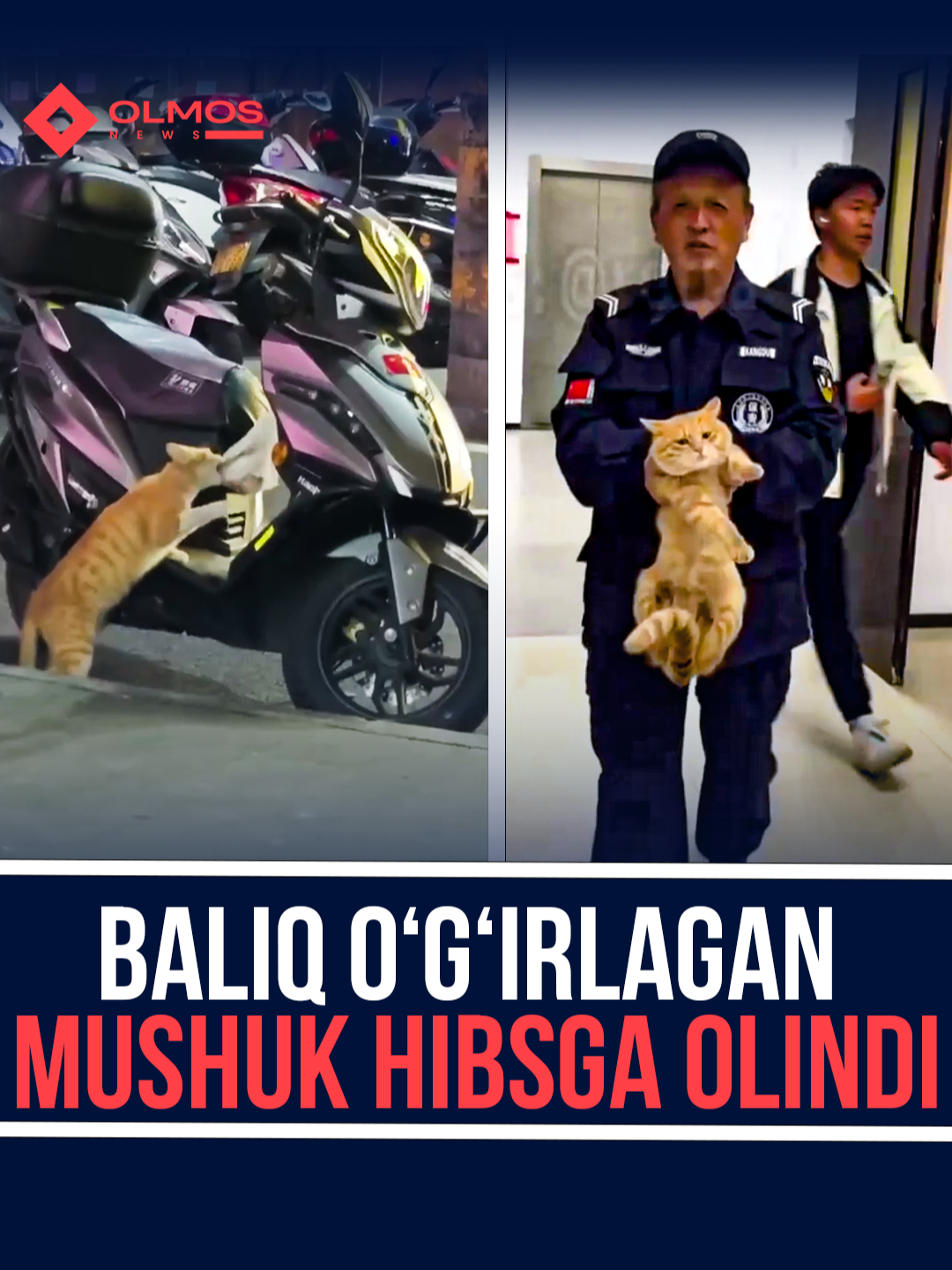 #daxshat #news Baliq o‘g‘irlagan mushuk hibsga olindi