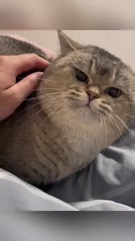 Scratched cat #cat #cats #cutecat #catlover #catsoftiktok #fyp #foryou #foryoupage #funny #fypシ #funnycat #funnyvideos #funnytiktok #funnyanimals #kitty #usa