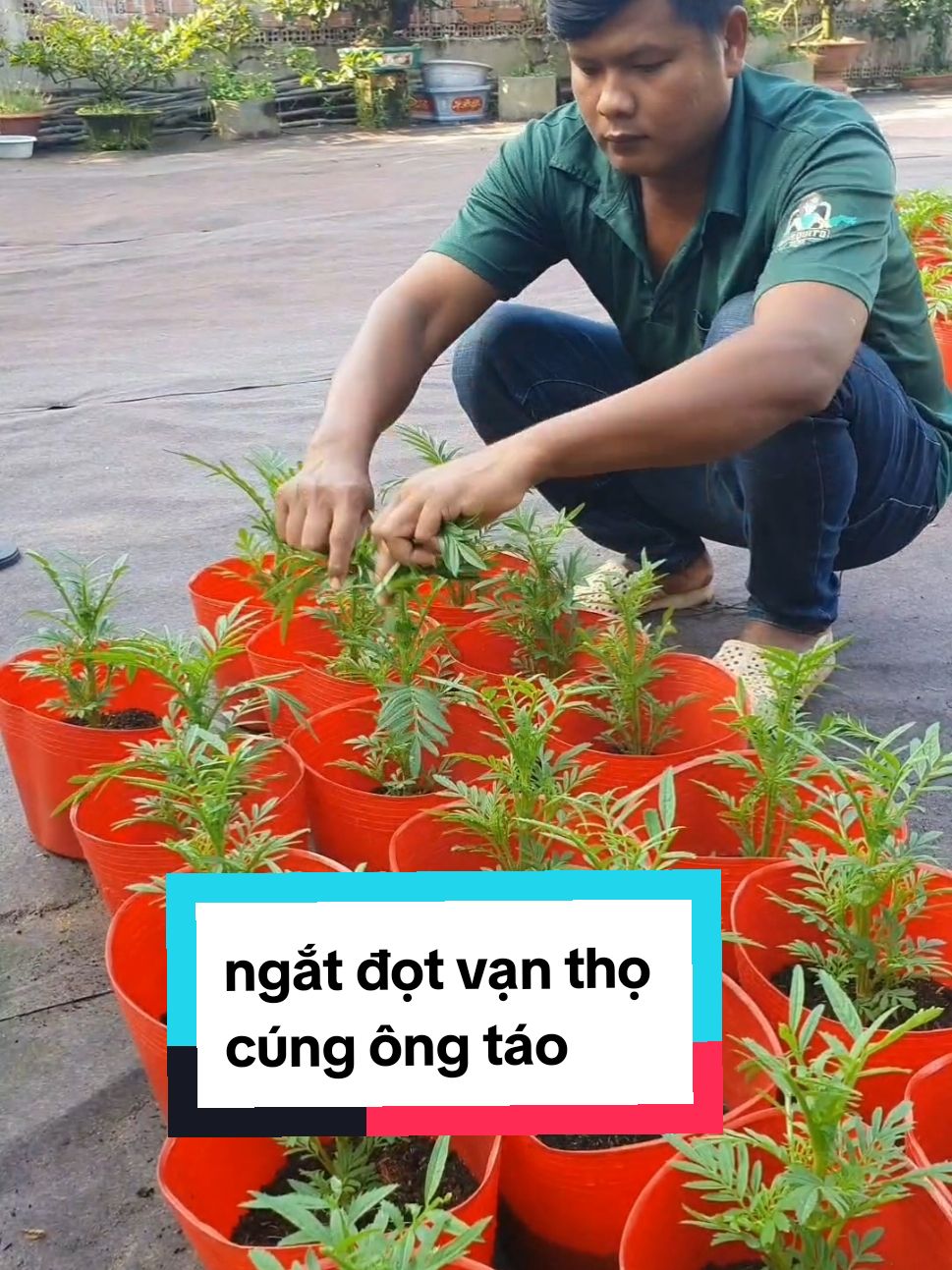 cách ngắt đọt hoa vạn thọ cúng ông táo #maivanlong94 #tronghoa #hoatet #trongcay #langhoasadec #vantho #tetnguyendan #tet 