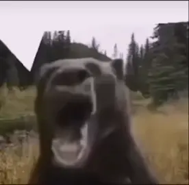 #медведь #тудасюда
