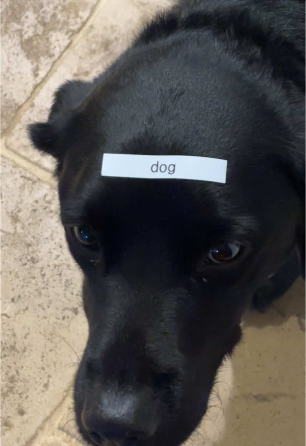 Found the label maker #fyp #dog 