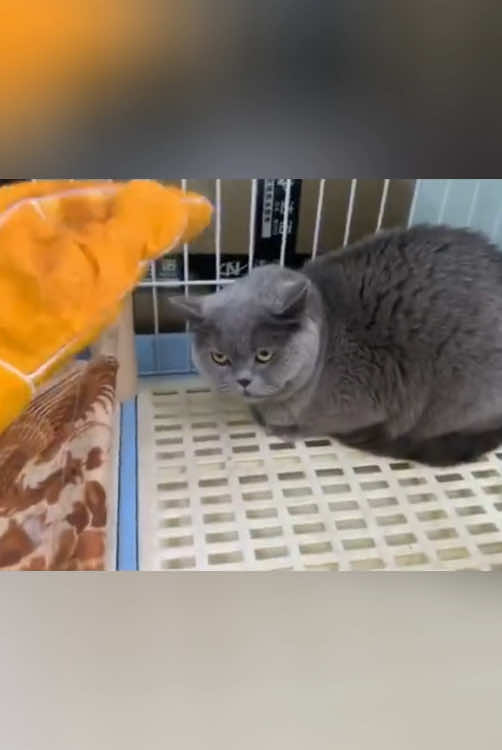 My cat doesn’t seem to like veterinarians😤#for #fouryou #cat #catsoftiktok #funnyvideo #pet #funny #cute #cutecat #fpy #cats #usa_tiktok 