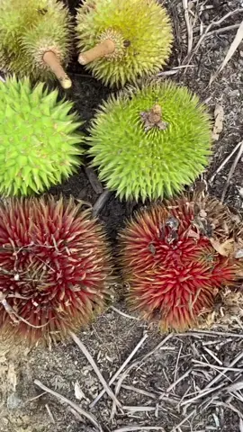 Buah Lahung Mirip Durian #buahlahung #pertanian #tipsberkebun #tips 