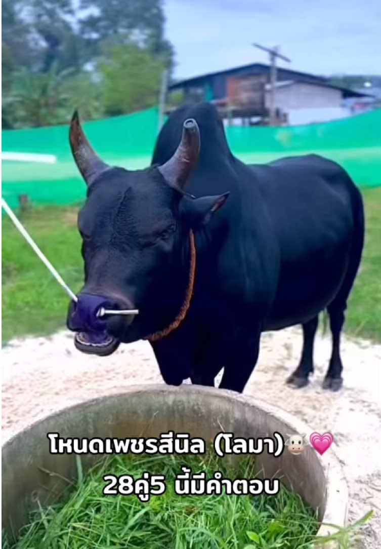 อยากเจอได้เจอ น้องสุดท้องของค่าย🐮🫶🏻 #โหนดเพชรสีนิลโลมา #ค่ายโคเฮียหมูบ้านพระเกิด🐂🥀 