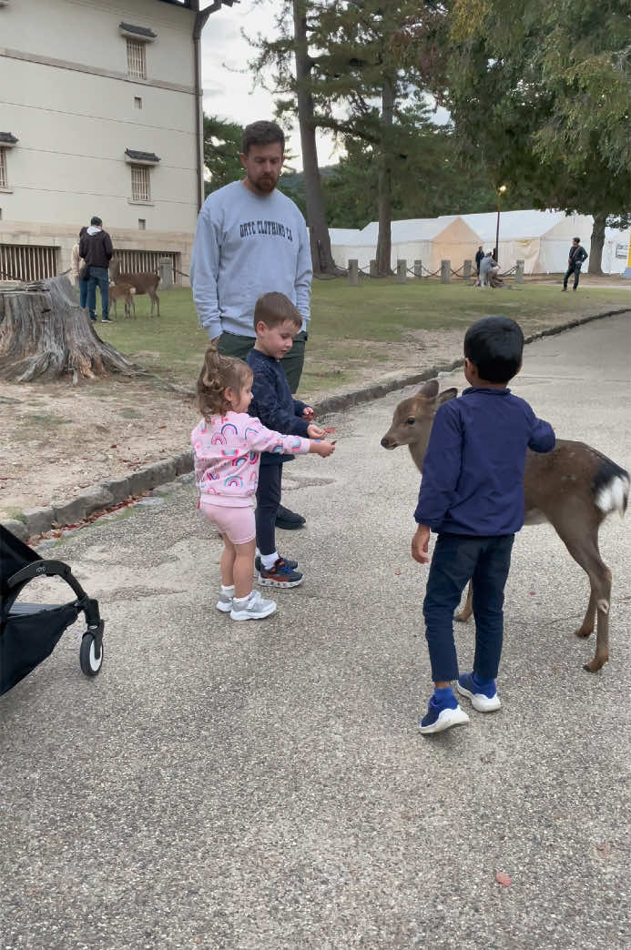 Nara deer park in Japan #tiktoknarapark #tiktoknara #japan #deerpark 