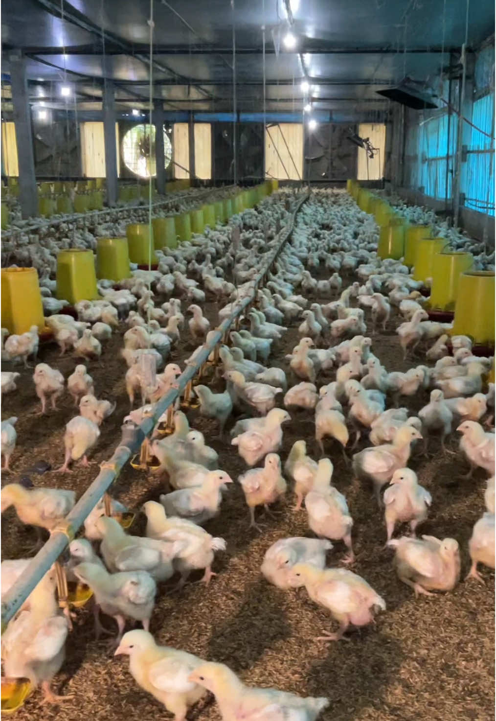 700 Juta: Buat hura-hura atau bikin kandang ayam 10,000 ekor? 🐔💸 Kemitraan ayam modern, hidup slow di desa, cuan tetap jalan. #ChickinSmartFarm #chickinindonesia #kemitraanayambroiler #pejuangfcr🇮🇩 