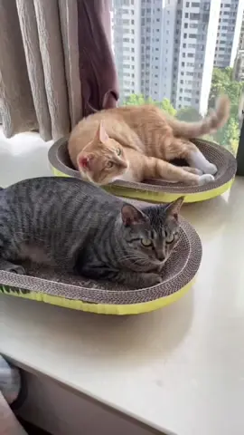 Pet store gets stray cats.#animals #cats #pets #amazing #funnybaby #tik_tok #fouryou #fyp #usa_tiktok #usa🇺🇸 #london 