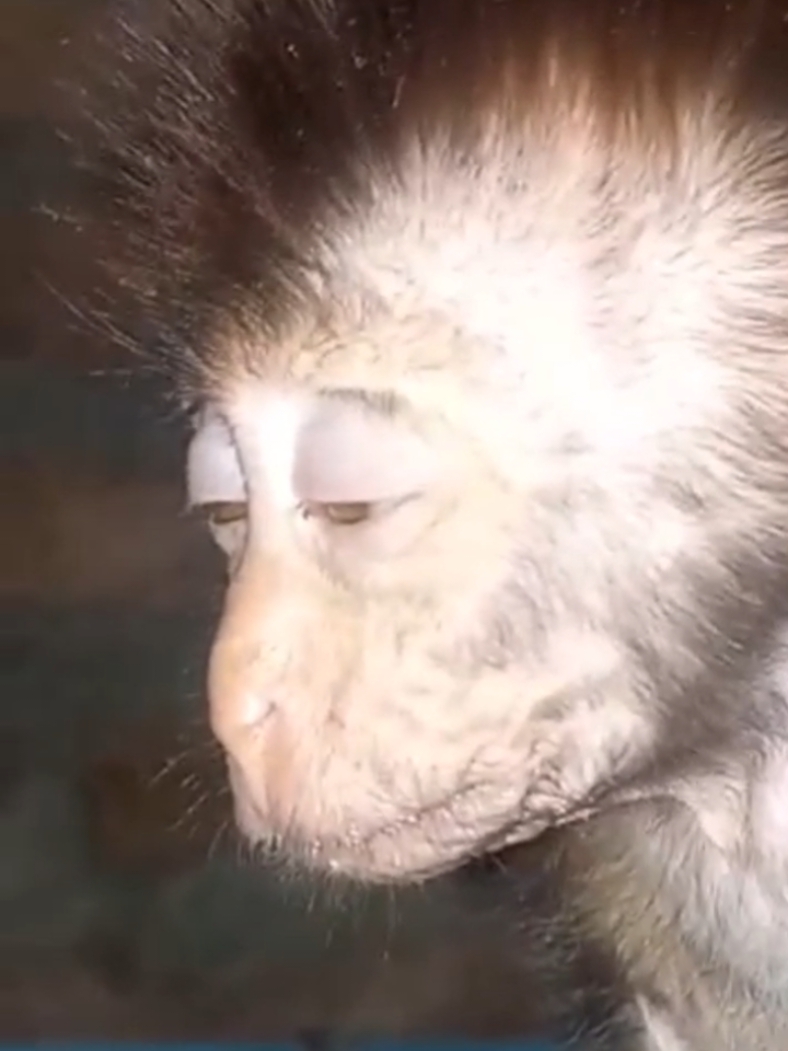 #poorlymonkey #macaque #babymonkey #monkeymooo666 #funnyanimals #monkeymooo666 