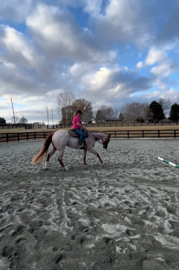 Good boy barn barn ‼️‼️❤️ #barney #aqha #ktg #3yo #westernpleasuretok #westernpleasure #horsesoftiktok #redroan #roan #barn #trail #pph #fyp #horse 