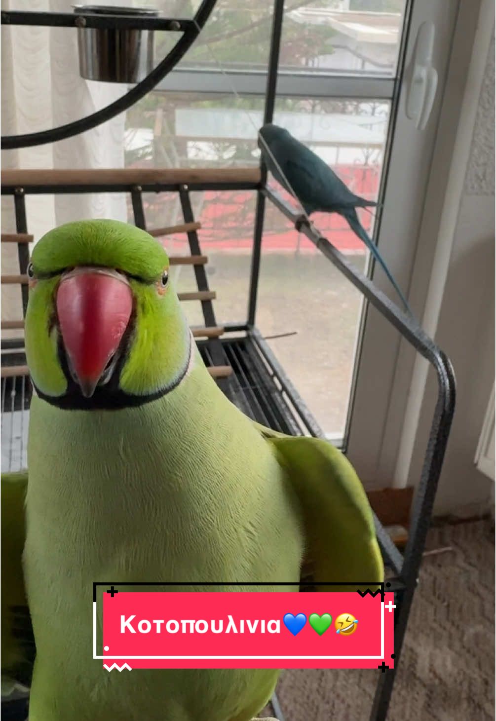 Εχετε ξανα δει πιο ωραια κοτοπουλακια;;;😂 #pitsinia #parrotsoftiktok #parrotsfeeding #LokiTheParrot #Ivitheparrot #PetTok #pitsiiiiiii #AnimalLovers #IndianRingneck #CuteParrots #GreekSpeakingBird #funnyparrots #poueisaiagapimou? 