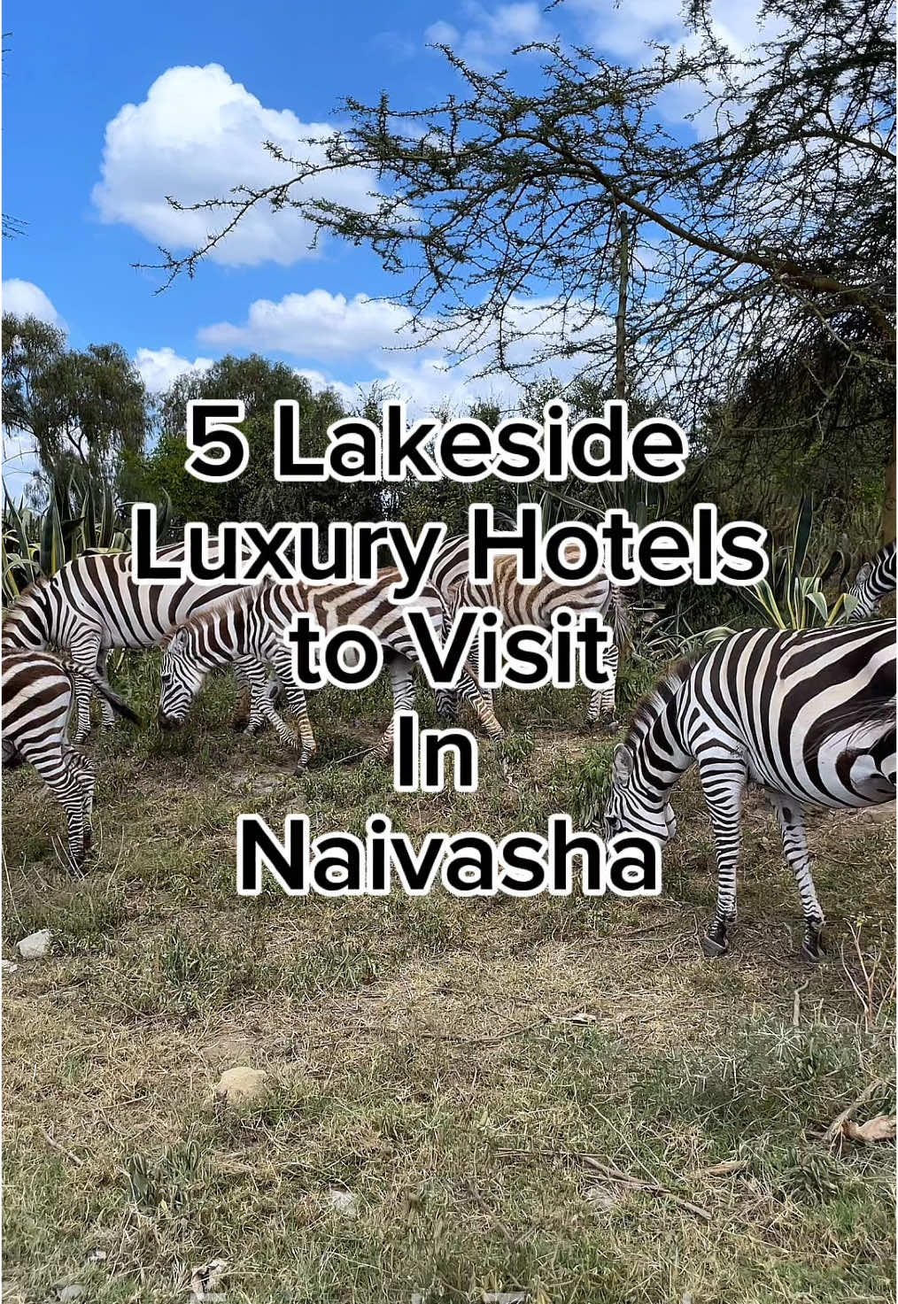 A must visit lakeside hotels in Naivasha. #naivasha #lakenaivasha #lakenaivashasopalodge #lakenaivashasimbalodge #enashipairesort #lakenaivasharesort #lakenaivashasawelalodge #traveltok #traveltiktok #travelinfluencer #travelcontent #travelcontentcreator #kenyantravelinfluencer #luxurytravel #fayredstravel 