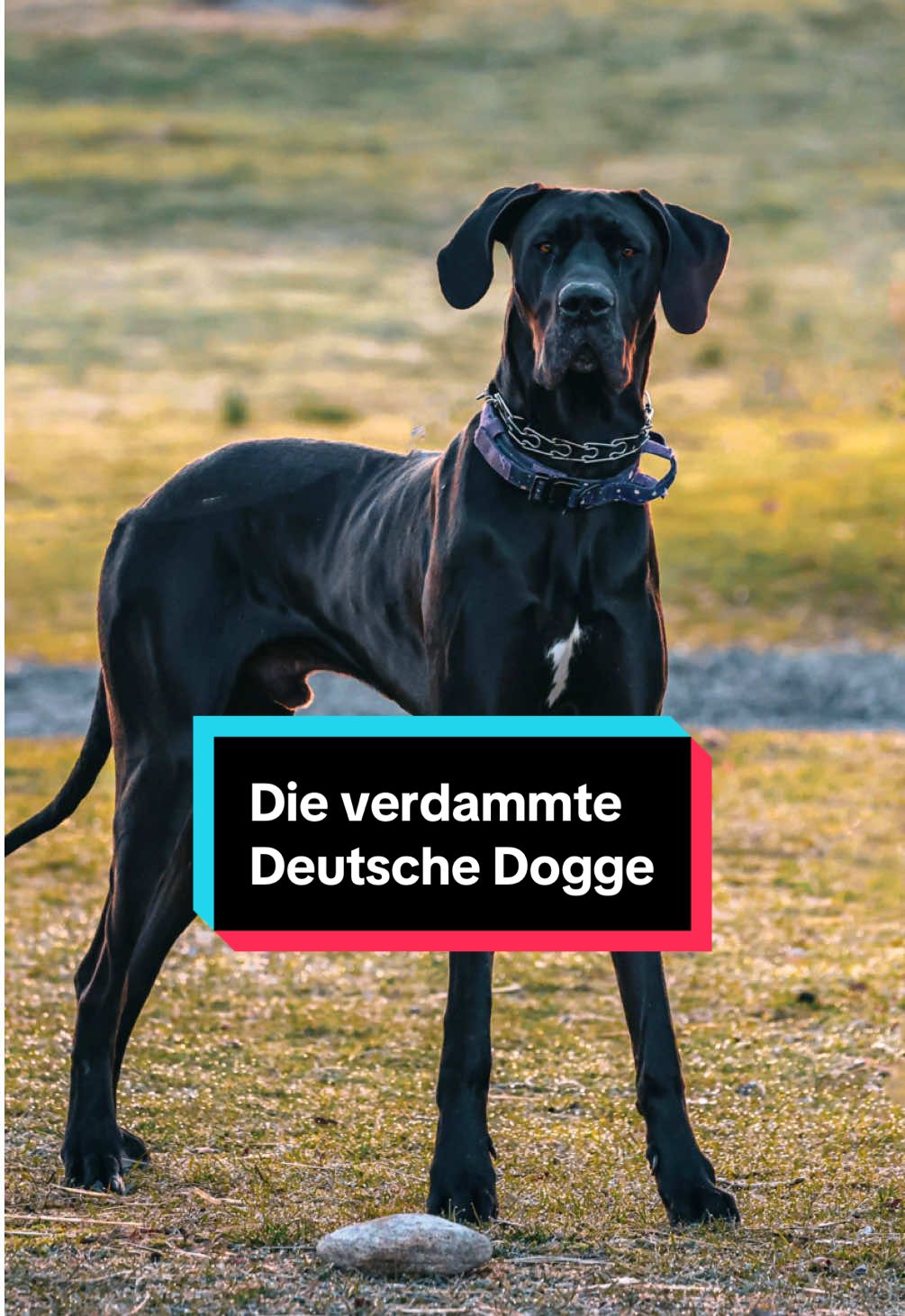 Triff die Deutsche Dogge. #deutschedogge #hundeliebe #hundevideos #hundefakten 