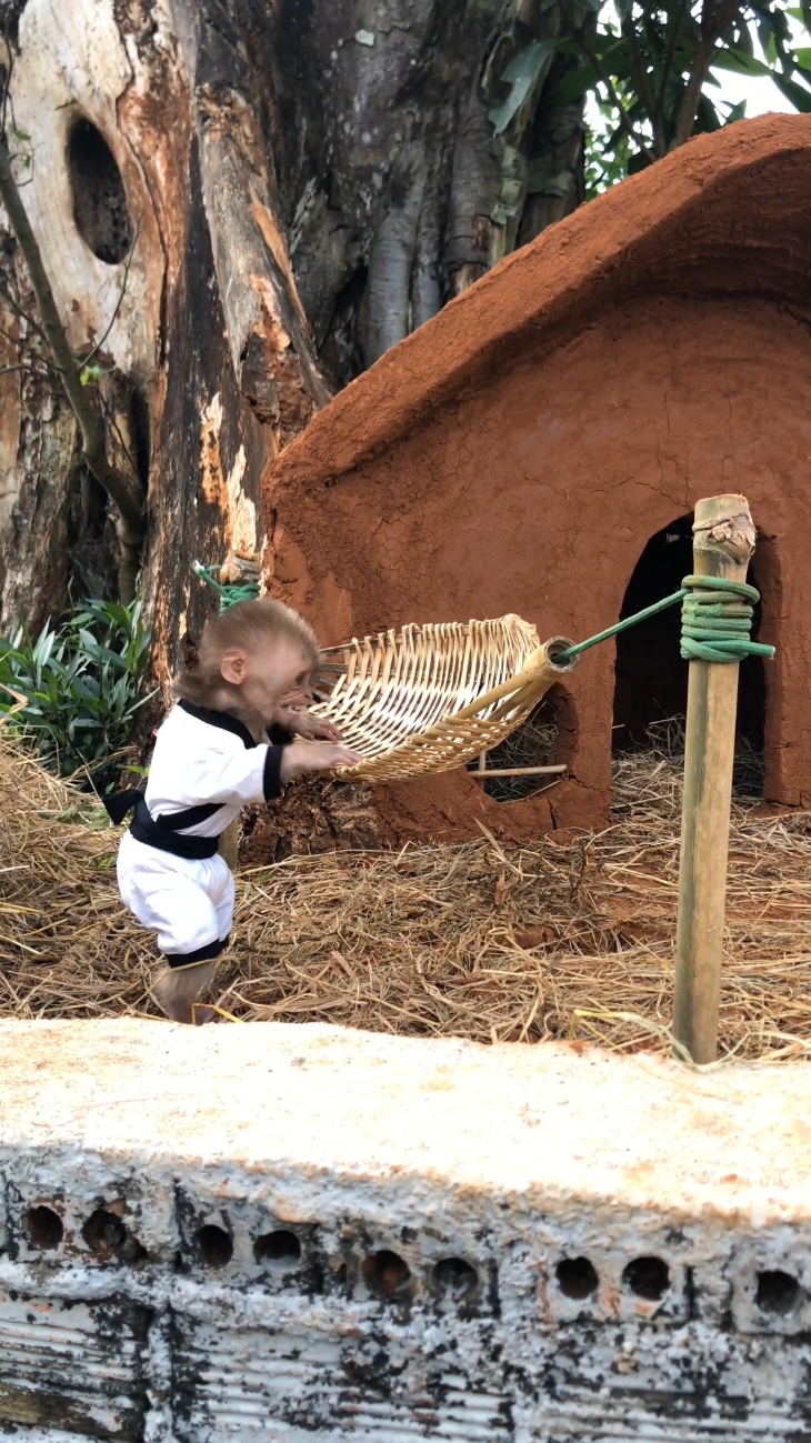 Funny Monkey Bon conquers the hammock.#trend #cutemonkey #babymonkey #animal #monkey #funnyanimals 