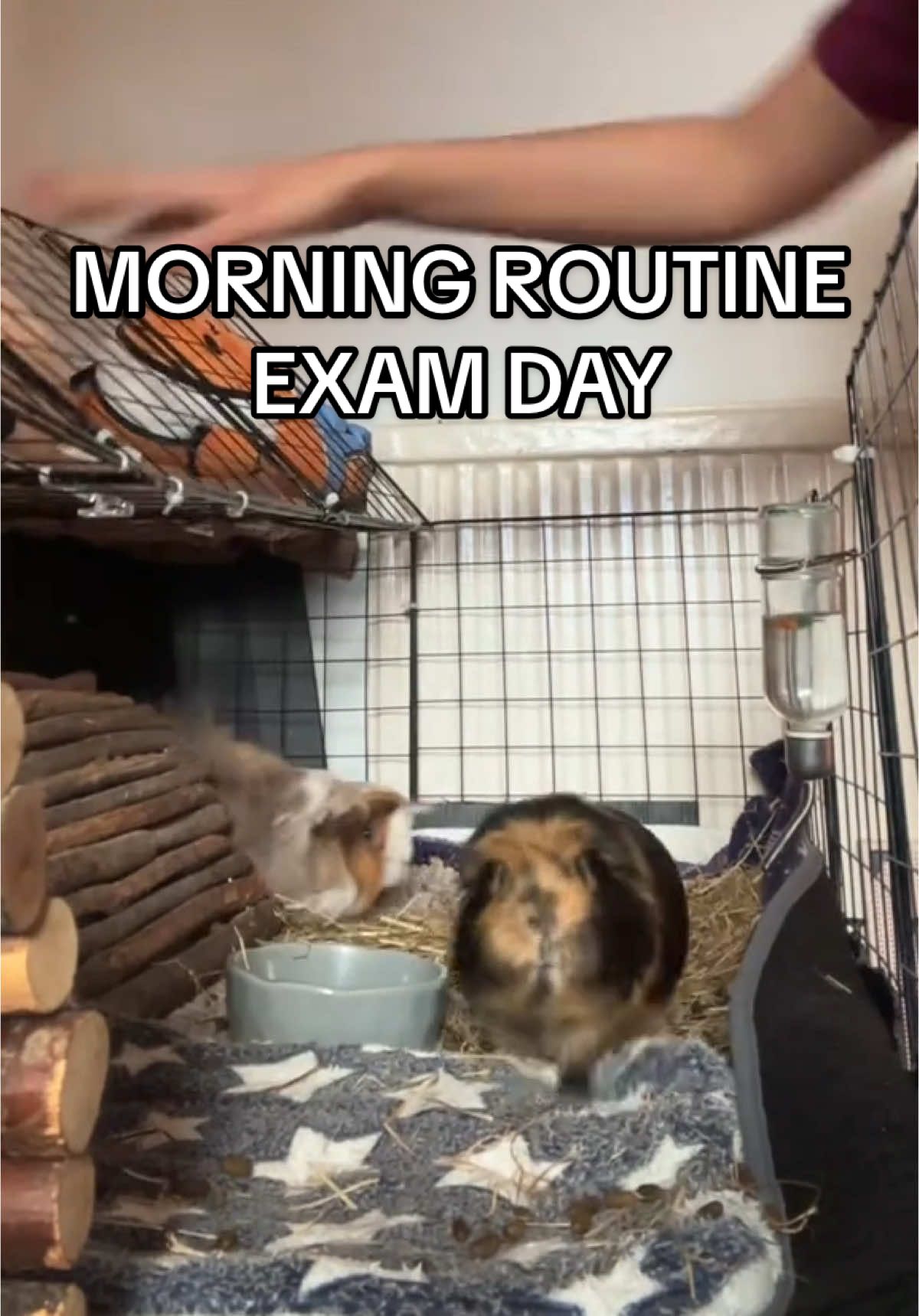 A busy day with lots of travelling, wish me luck! #PetsOfTikTok #morningroutine #petmum #catsoftiktok #dogsoftiktok #petcare #cutepets #wholesome #studentvetnurse #svn 