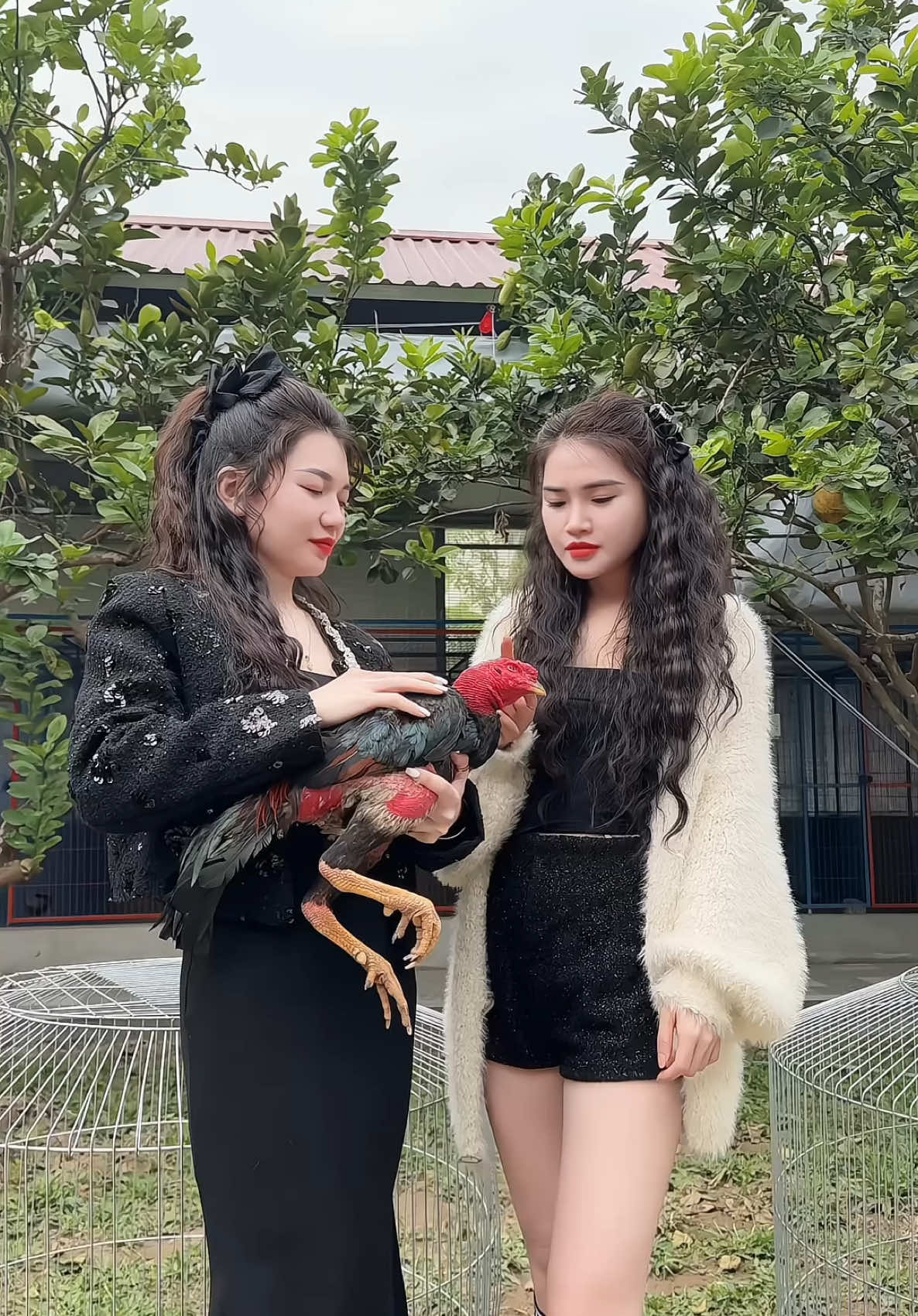 2 fan cứng của Vanh Leg 😉 @yen_op @Hạnh Hải Dương #TraiGaThanhHa #gà_chọi_việt_nam #hanhhaiduong #yeugachoi #xh2024 