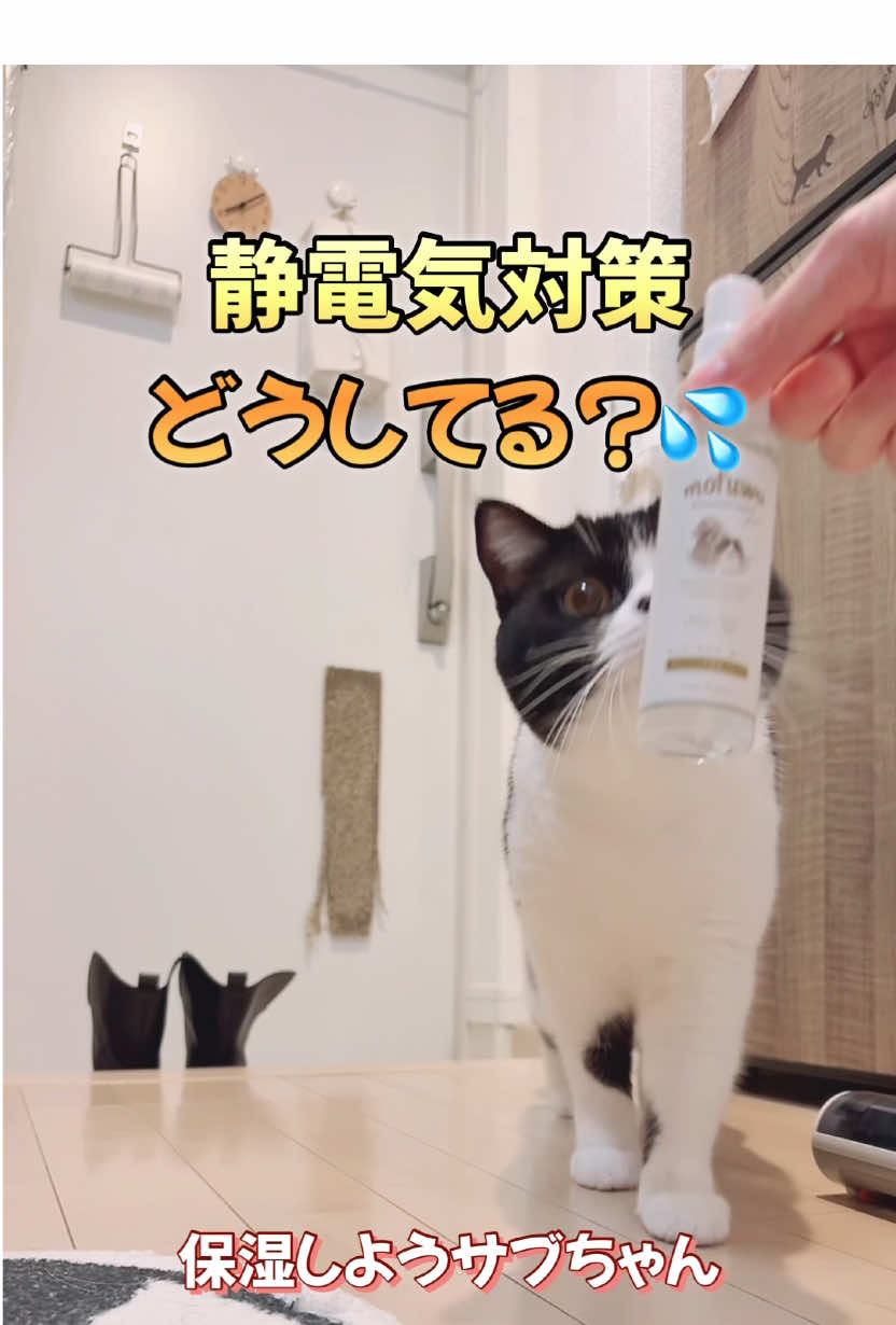 超乾燥静電気発電マミーだから触る度パチパチしちゃう冬😂👉⚡ #猫 #さぶろう #おっさん猫 #ハチワレ #ブラッシング #静電気