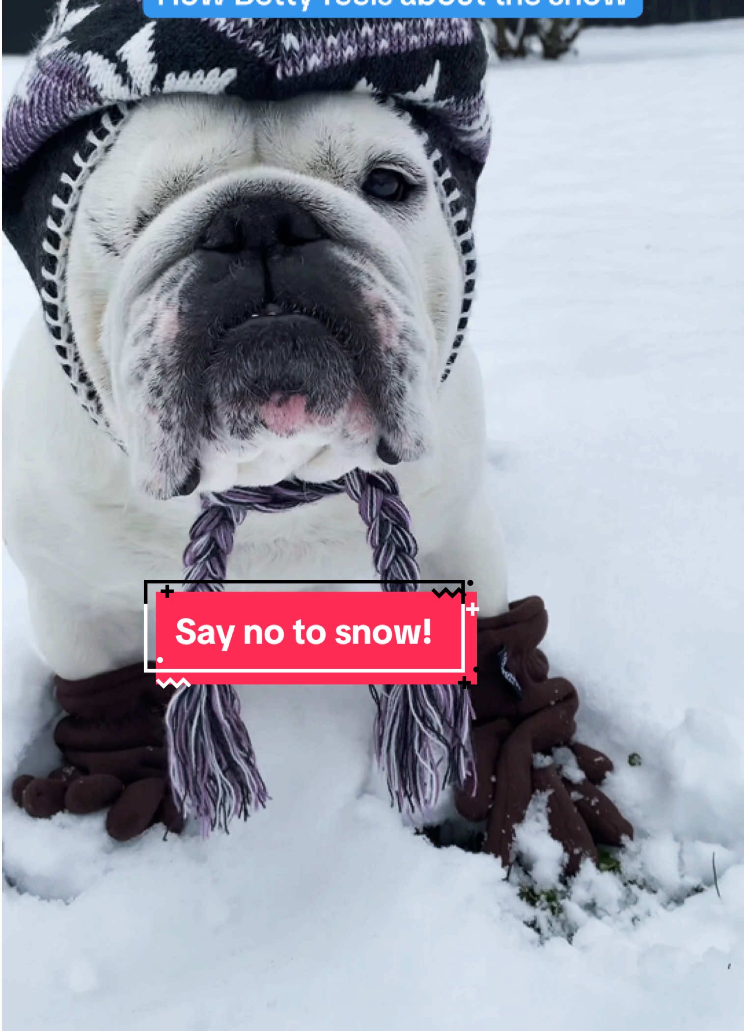 Betty says Ba Humbug! To the snow and winter. She wants her summer back so she can sunbathe on the deck and swim in the pool.  #bulldog #cutebulldog #bulldogs #bulldogsoftiktok #hatewinter #winter #winterishere #winterwonderland #thisisbullsht 