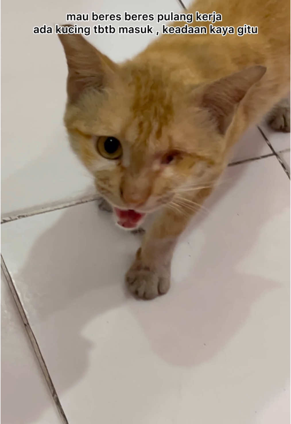 sepanjang vidio nangis selama ganti perban gemeteran ga tega ASLI...  buat kalian yang gasuka kucing atau benci kucing dan hewan apapun itu plis jangan pernah injek, tendang, siram air, apalagi usil ngiket pake senar.  bener bener sakit hati banget yaallah..  plis jangan pernah sakitin..  gaada yang tau kalau suatu saat mereka yang nolong kita di akhirat, tolong.. jangan sakiti💔😭 #kucing #catlover 