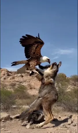 #lionfan #eaglefan #lion #eagle #tiger #lioneaglefan #lioneagle #animal #animalfan #animalfans😘 
