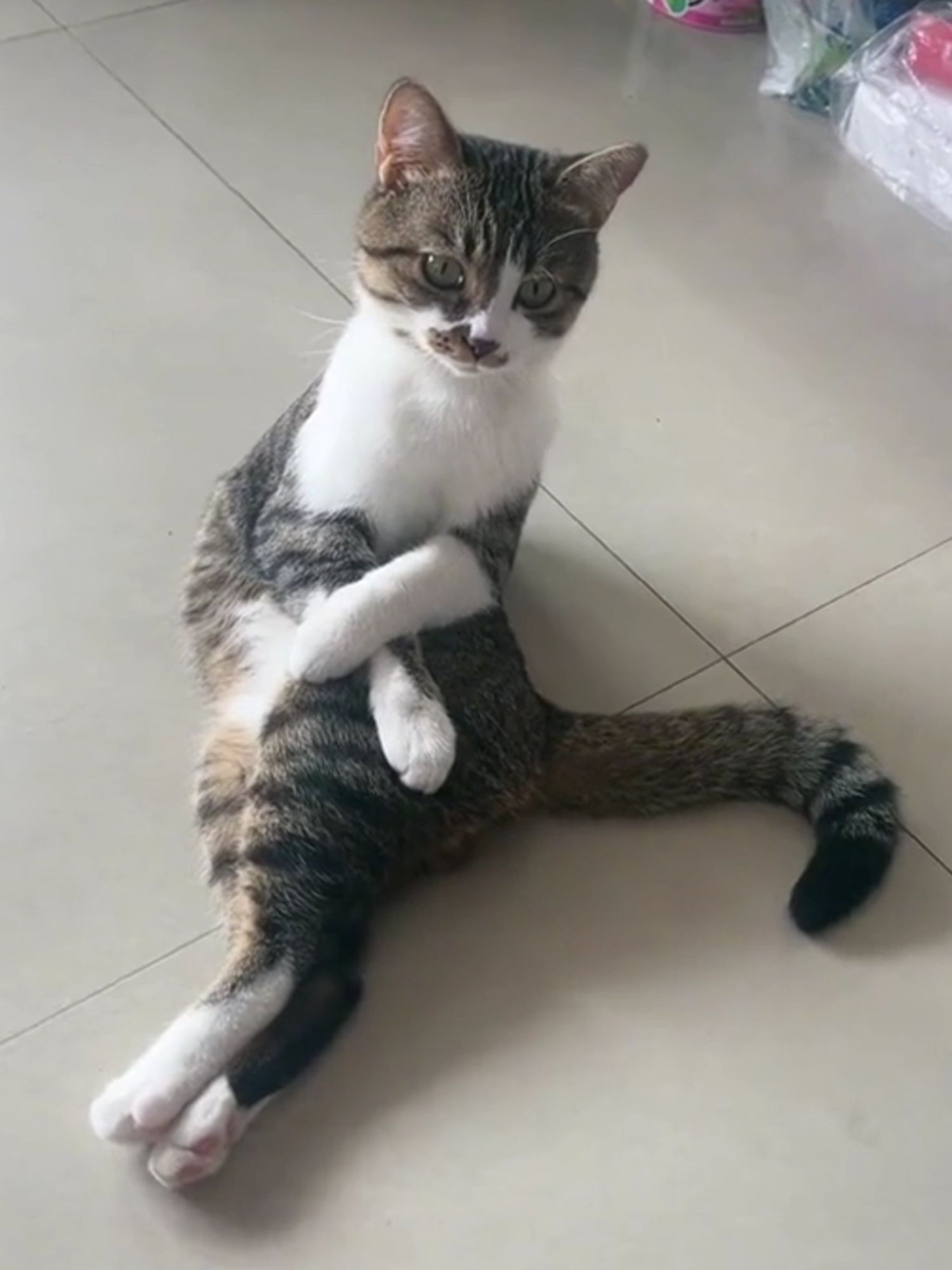 Cats You Can’t Stop Watching! 😹🐾 #funnycatvideos  #cutecat  #pets  #funnyanimals  #petlovers  #adorable  #viralcatvideo  #trendingnow  #animalcompilation  #catmeme