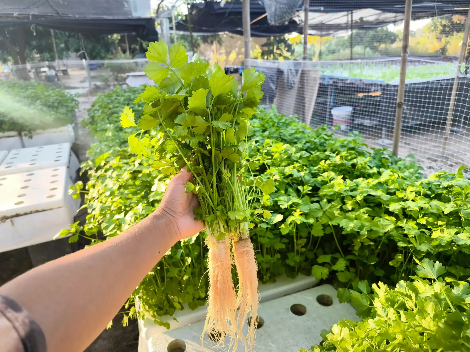 จะต่อจะเติมปีหน้าค่อยว่ากันใหม่ ☺️ #hydroponics #hnuhin🍀 #supportgarden 