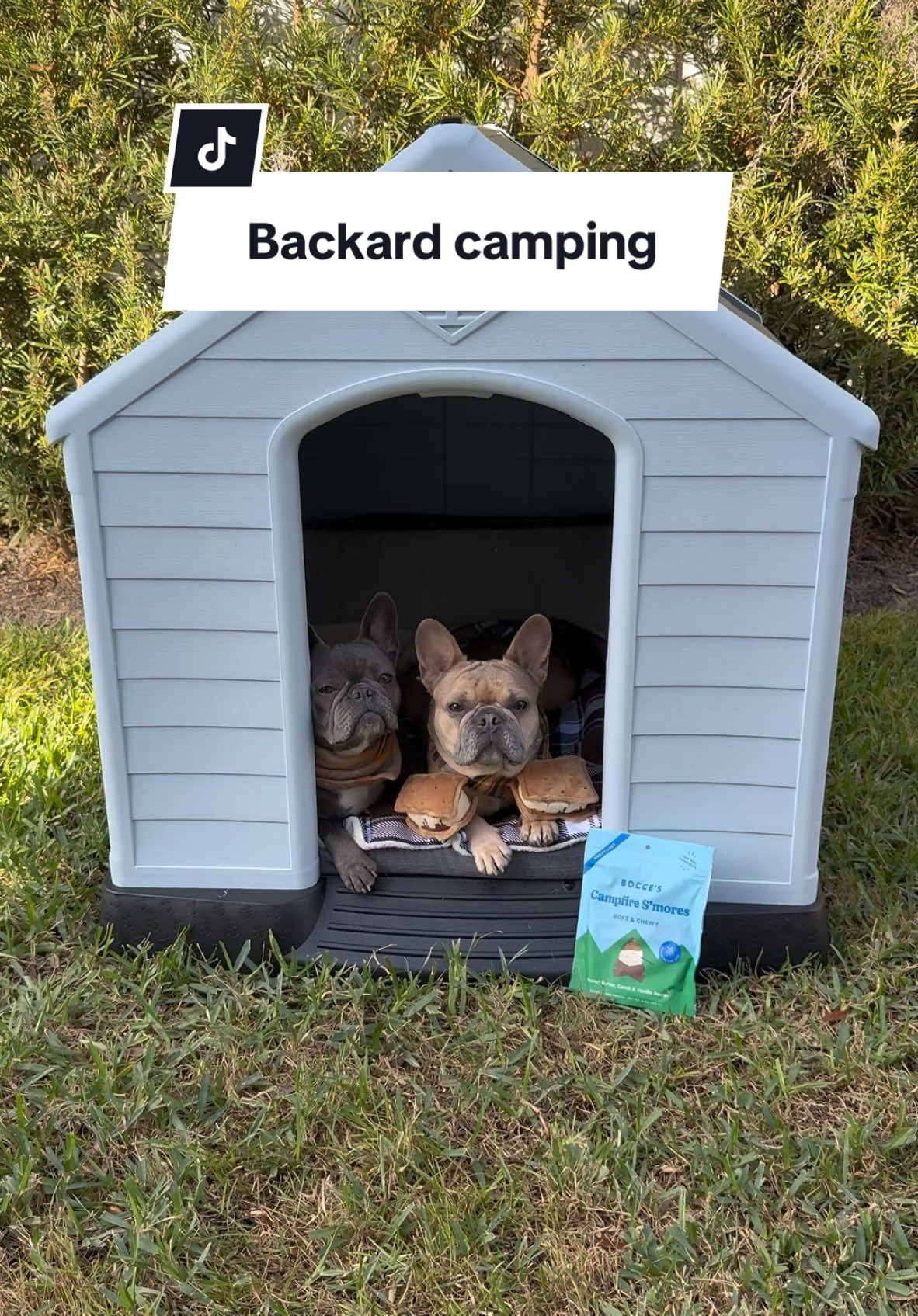 It’s now the ✨ paw-fect ✨ temperature for camping and thanks to @Chewy we brought the fun of lounging in the outdoors right to our own backyard ⛺️ #LavenderandLatte #ChewyPartner #GlampingwithDogs 