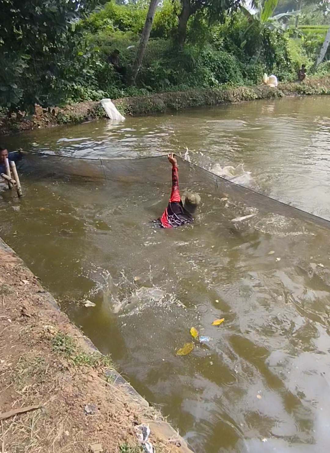 jaring ikan #serokikan #petaniikan #jebakikan 