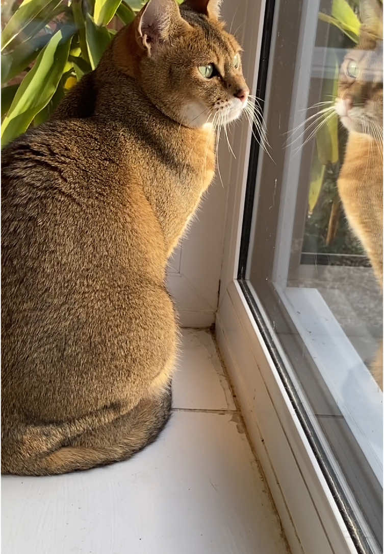 Foxy talks to birds 