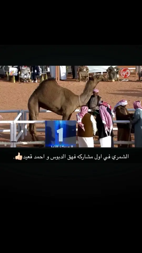 #صباحات_شمر #صباحات_شمر #الصياهد @صباحات شمر 🐪🇸🇦 