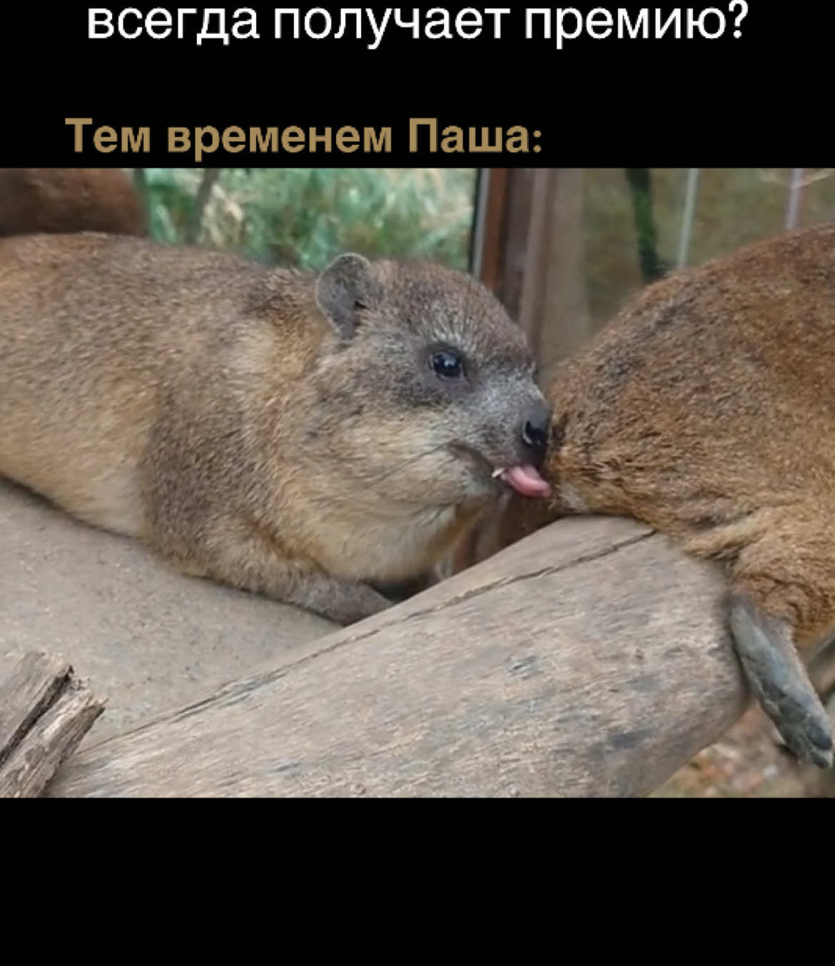 Everyone at work has that one guy, like Pasha 😀 #fyr #hyrax #animal #trend #foryou #humor #fyp 